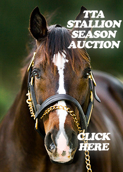 Stallion Season Auction